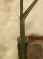 Image of Lehmann lovegrass