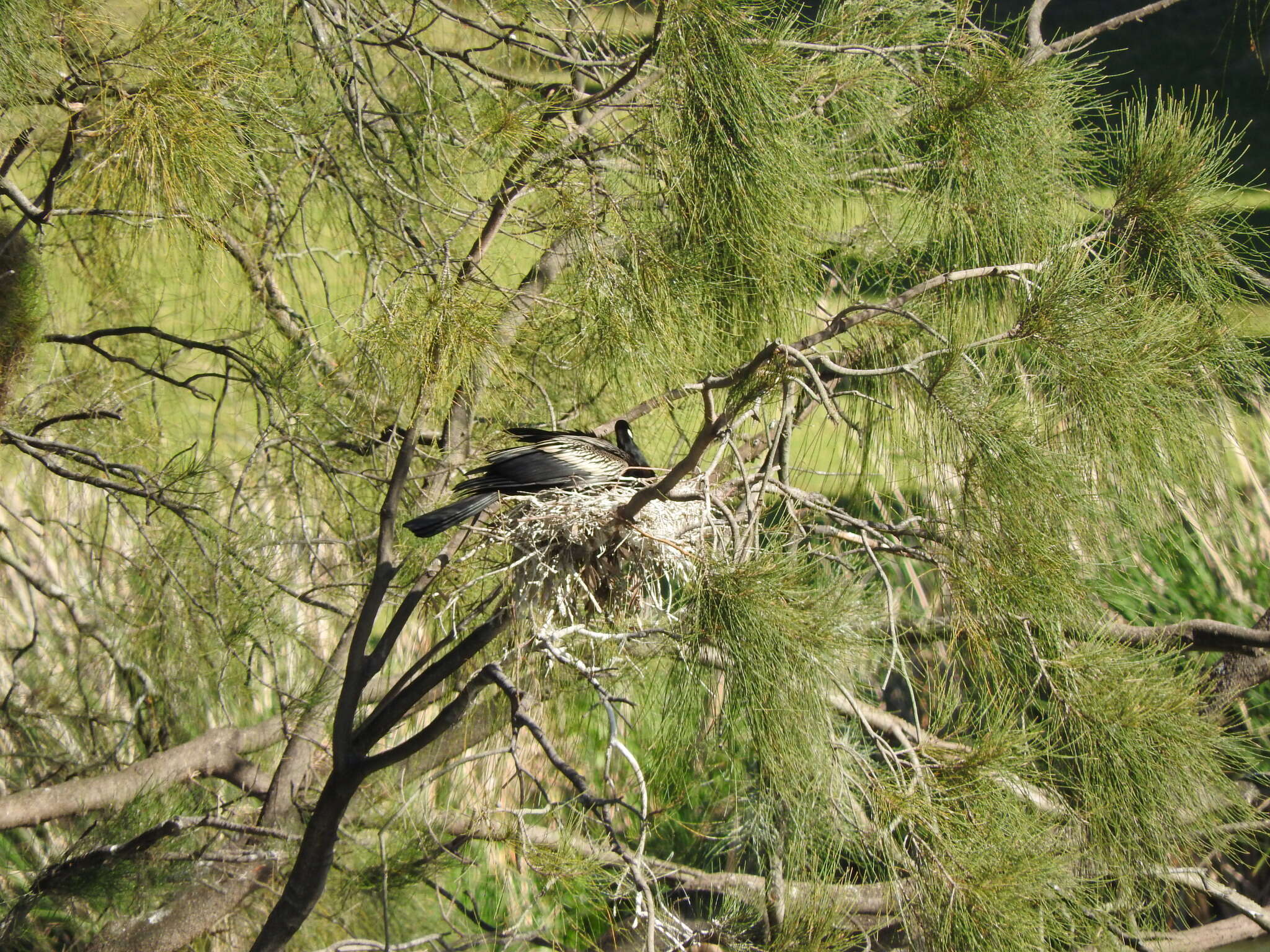 Plancia ëd Anhinga novaehollandiae (Gould 1847)