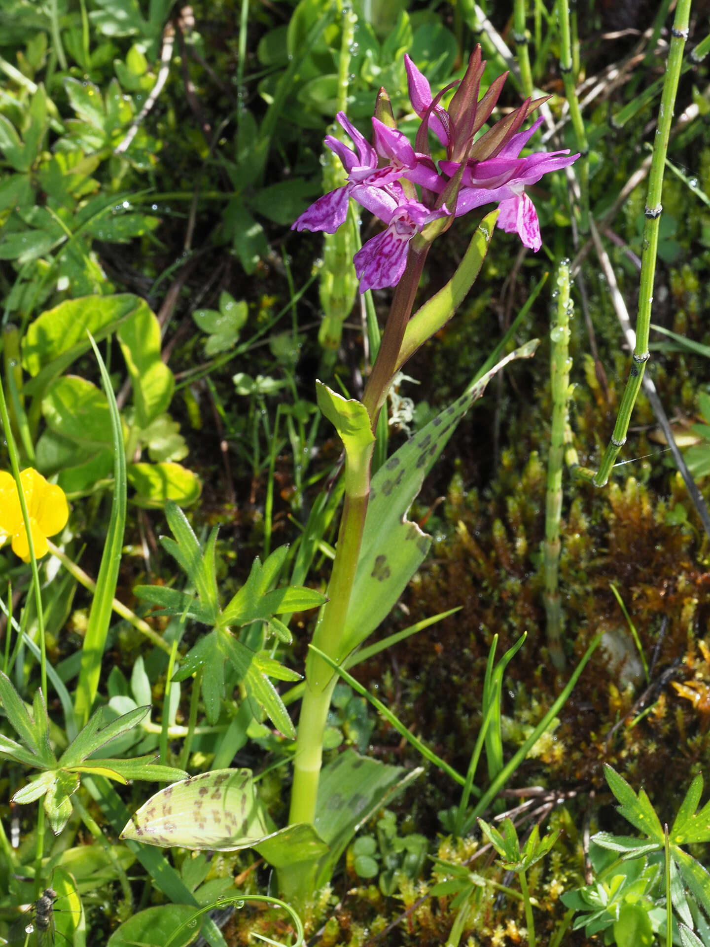 Image de Dactylorhiza lapponica (Laest. ex Hartm.) Soó