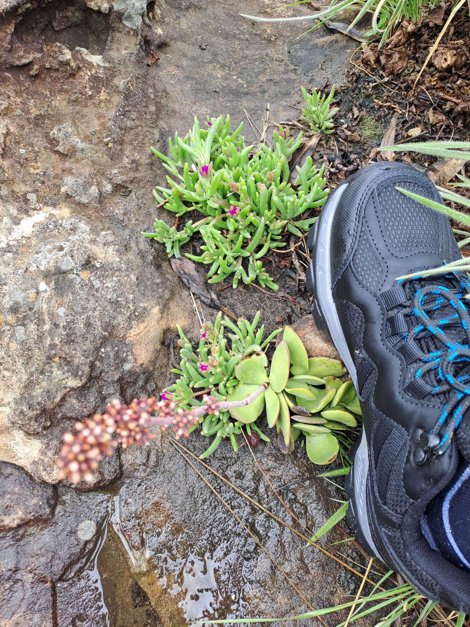 Imagem de Delosperma cooperi (Hook. fil.) L. Bol.