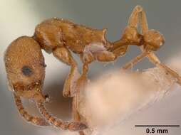 Image of Ant