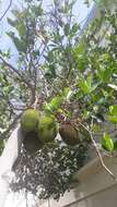 Image of jackfruit