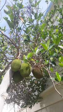 Image of jackfruit