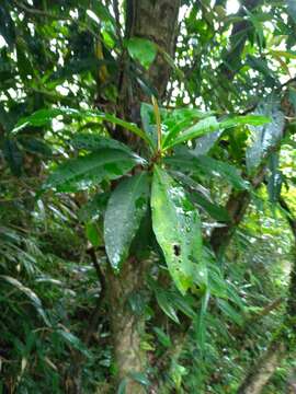 Image de Ardisia sieboldii Miq.