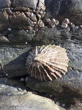 Image of Common limpet