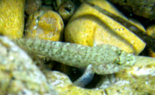 Image of Incognito Goby