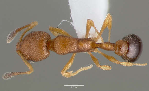 Image of Ant