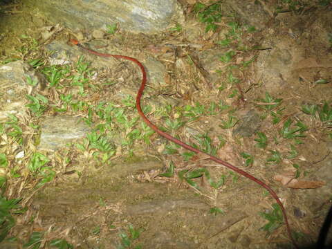 Image of Tropical Flat Snake