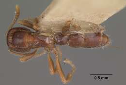 Onychomyrmex doddi Wheeler 1916的圖片