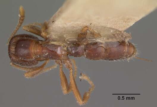 Image of Onychomyrmex doddi Wheeler 1916