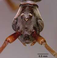 Image of Matabele ant