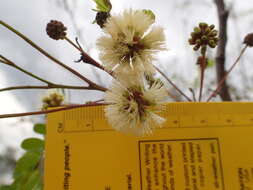 Image de Senegalia roemeriana (Scheele) Britton & Rose