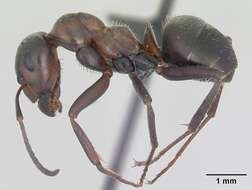 Image of Black-backed meadow ant