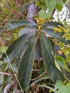 Tabebuia paniculata Leonard的圖片