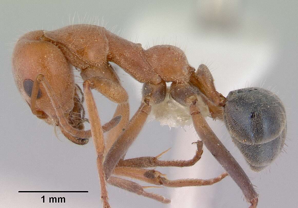 Image of Iridomyrmex rufoinclinus Shattuck 1993