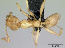 Image of Pheidole pallidula (Nylander 1849)