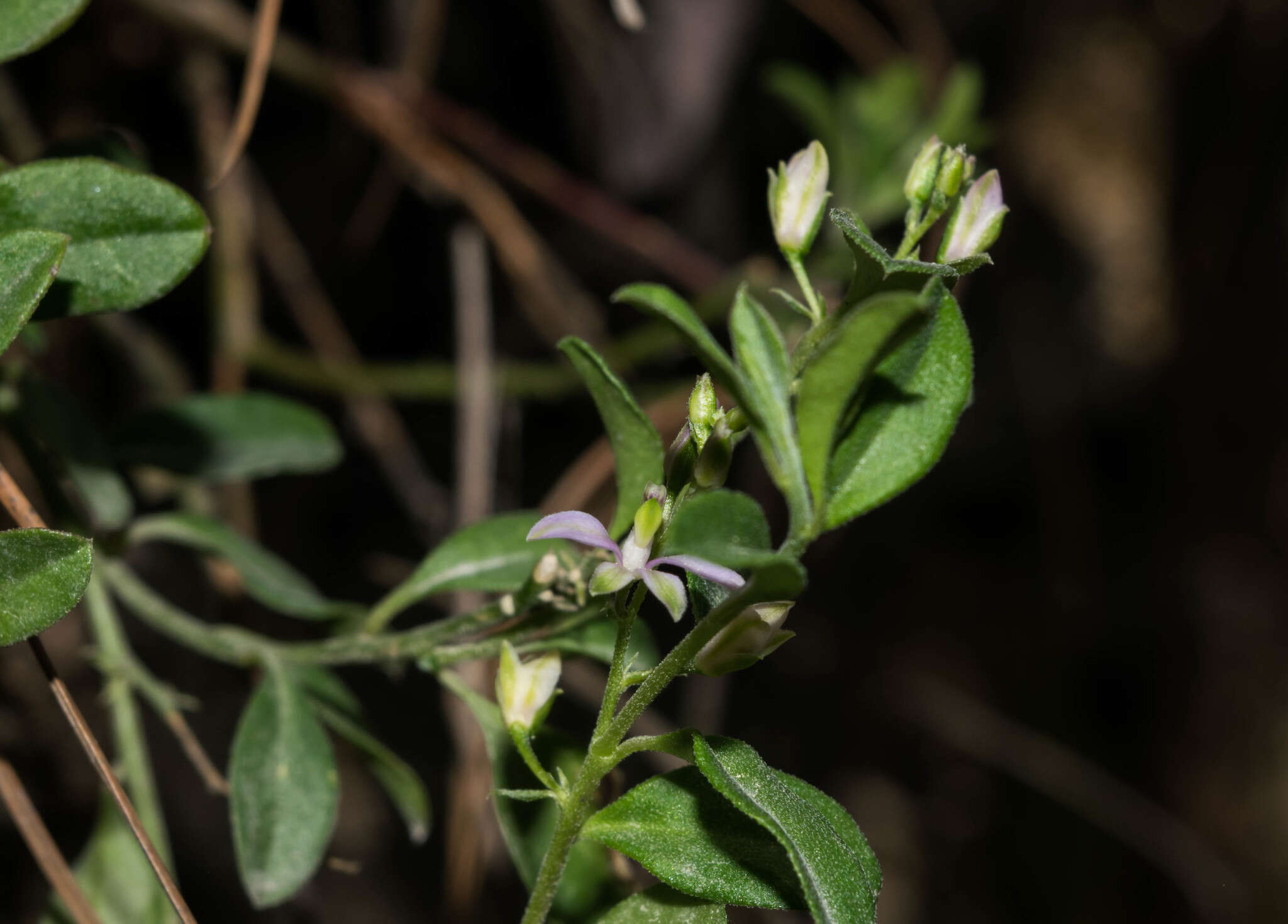 Image of Rhinotropis parryi (A. W. Benn.) J. R. Abbott