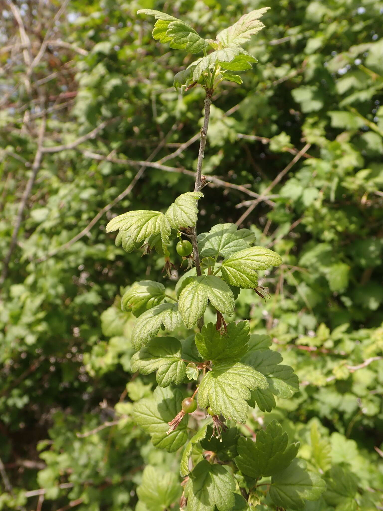 Plancia ëd Ribes divaricatum Dougl.