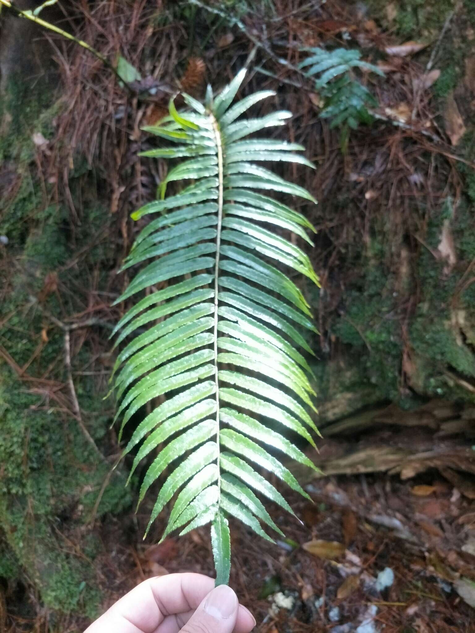 Image of Plagiogyria glauca (Bl.) Mett.