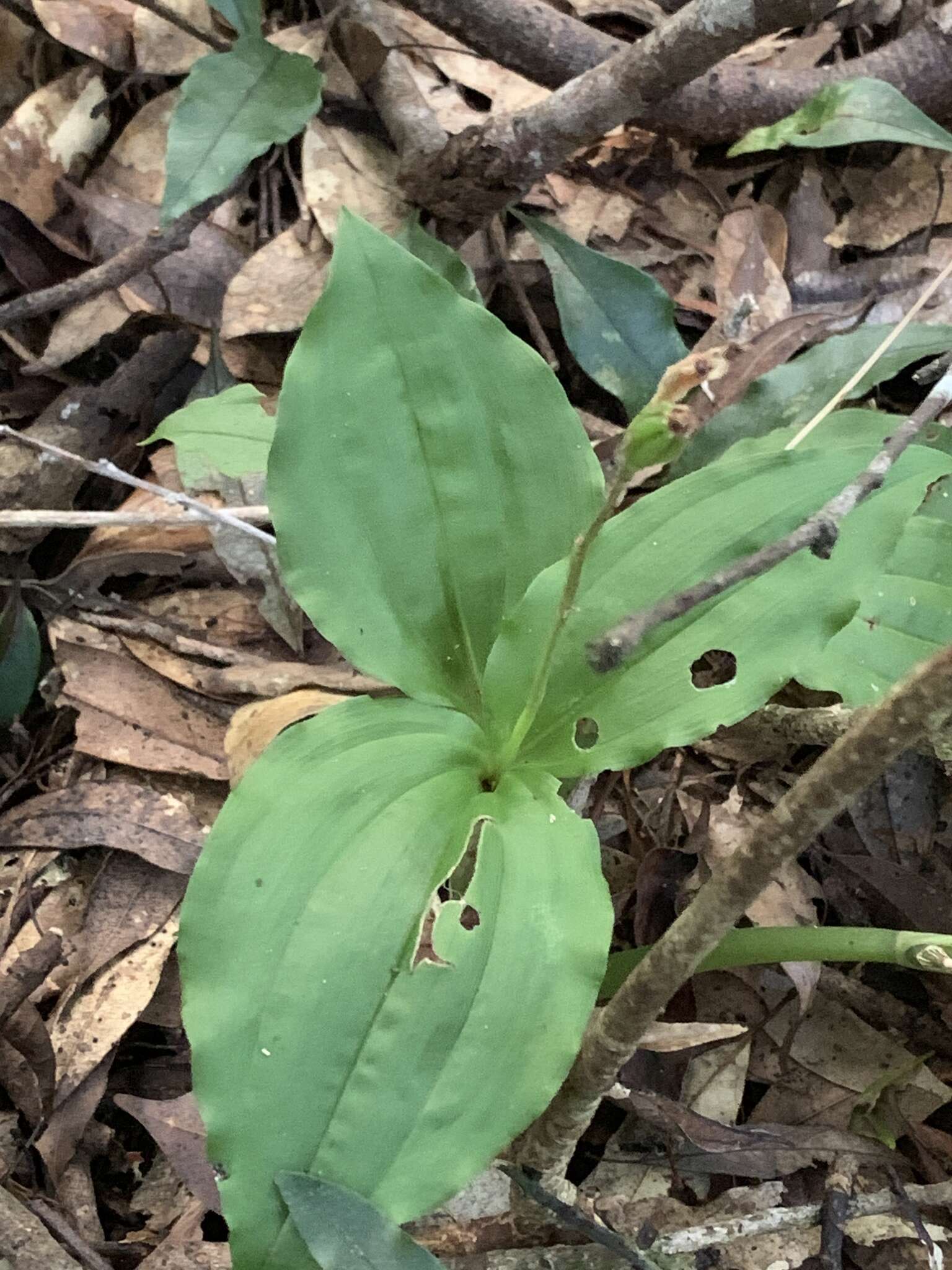 Image of Pantropical Wide-Lip Orchid