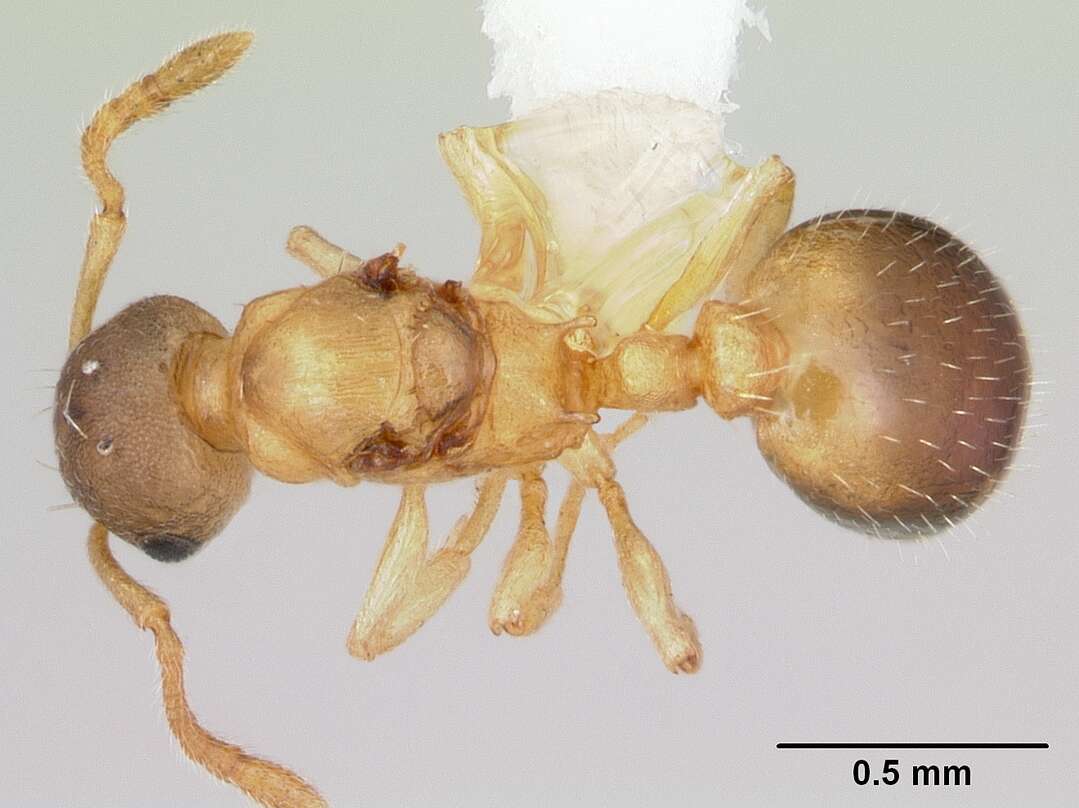 Plancia ëd Leptothorax minutissimus Smith 1942