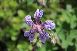 Image of cranesbill