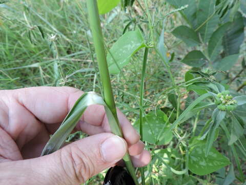 Panicum dichotomiflorum Michx. resmi