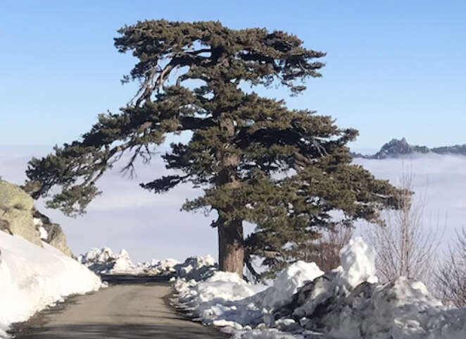 Imagem de Pinus nigra subsp. laricio (Poir.) Maire