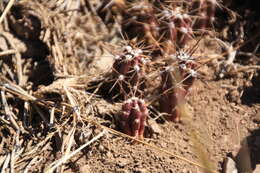 Image of Austrocactus spiniflorus (Phil.) F. Ritter