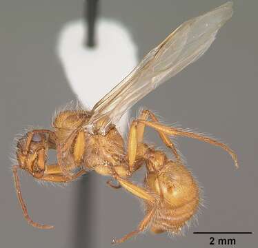 Image of Western Harvester Ant