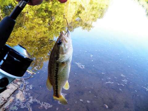 Image of Spotted bass