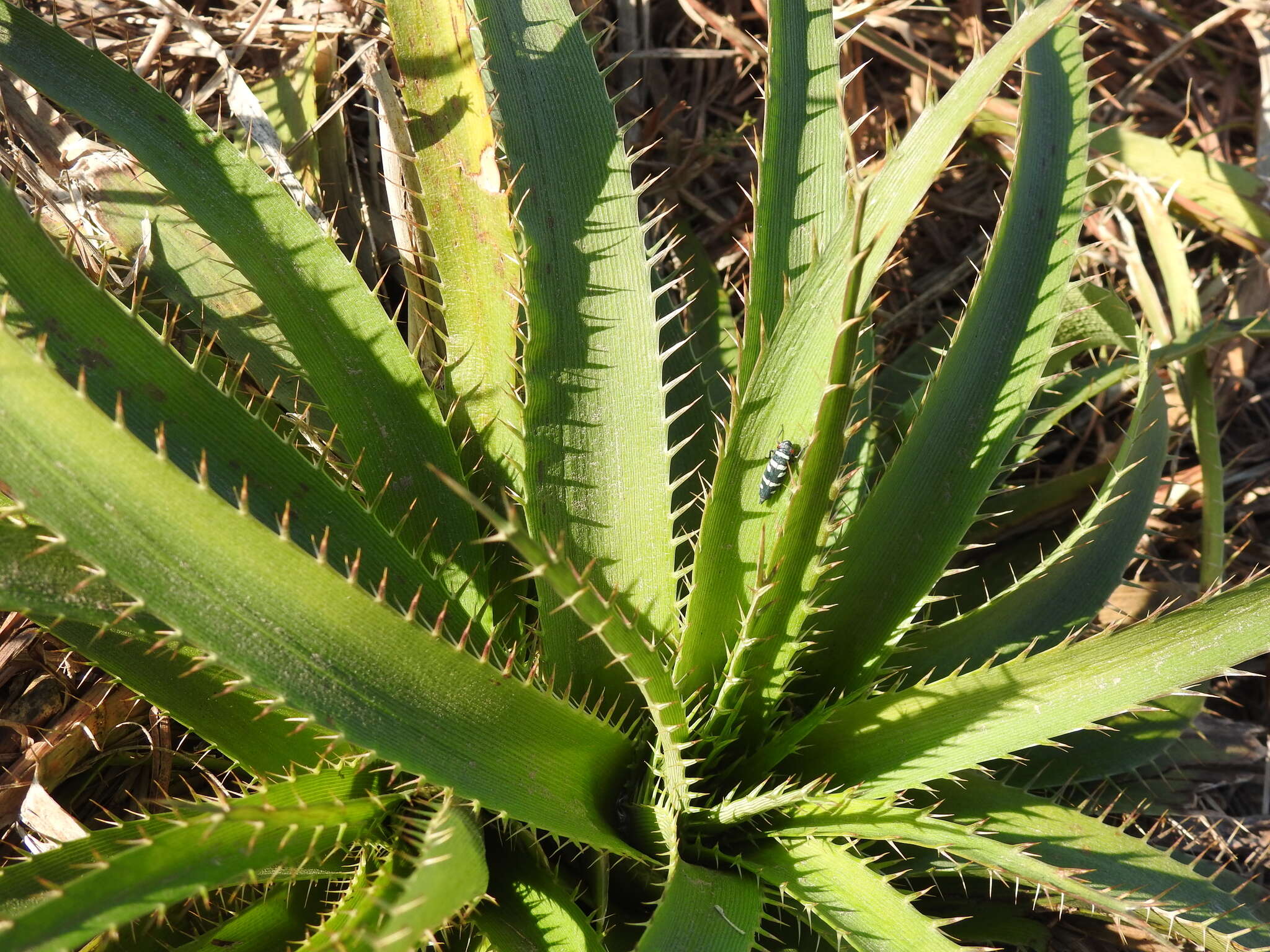 Eryngium horridum Malme resmi