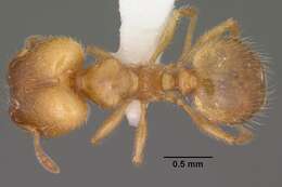 Pheidole bicarinata Mayr 1870 resmi