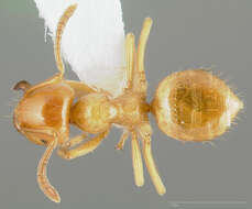 Imagem de Lasius californicus