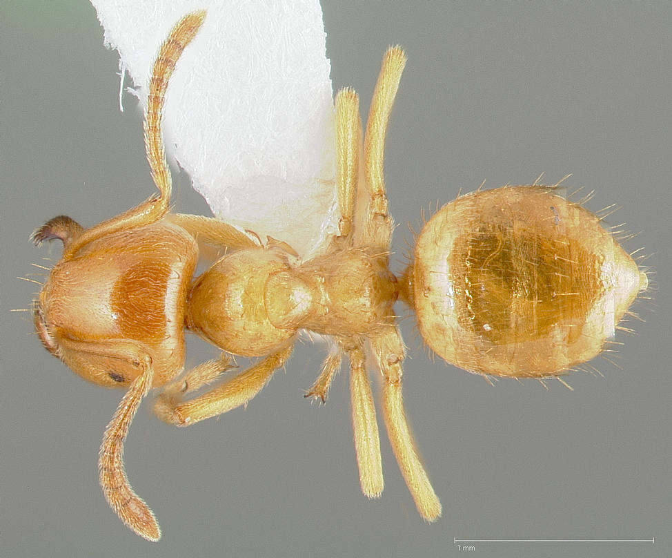 Imagem de Lasius californicus