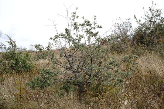 Image of Crataegus orientalis subsp. pojarkovae (Kossych) J. I. Byatt