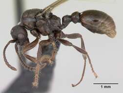 Image of Myrmica sabuleti Meinert 1861