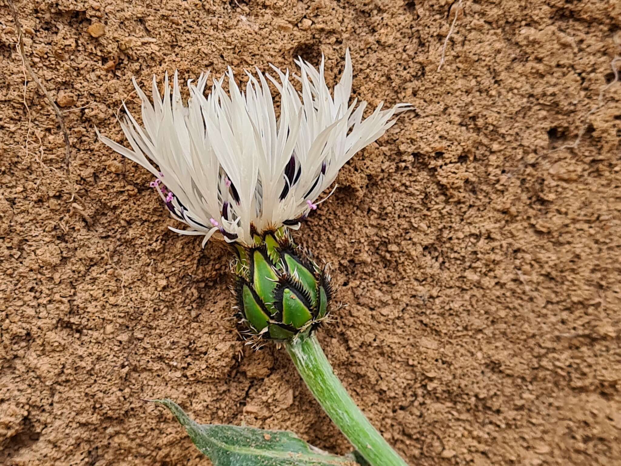 Centaurea cheiranthifolia Willd. resmi