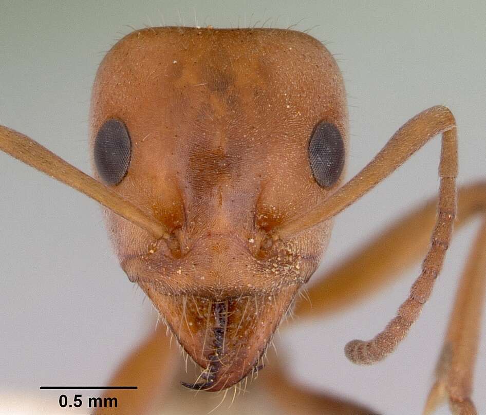 Image of Iridomyrmex rufoinclinus Shattuck 1993