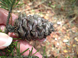 Image of Douglas-fir