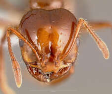 Image of Red imported fire ant