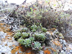 Image of Graptopetalum pachyphyllum Rose