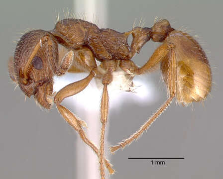 Image of European fire ant