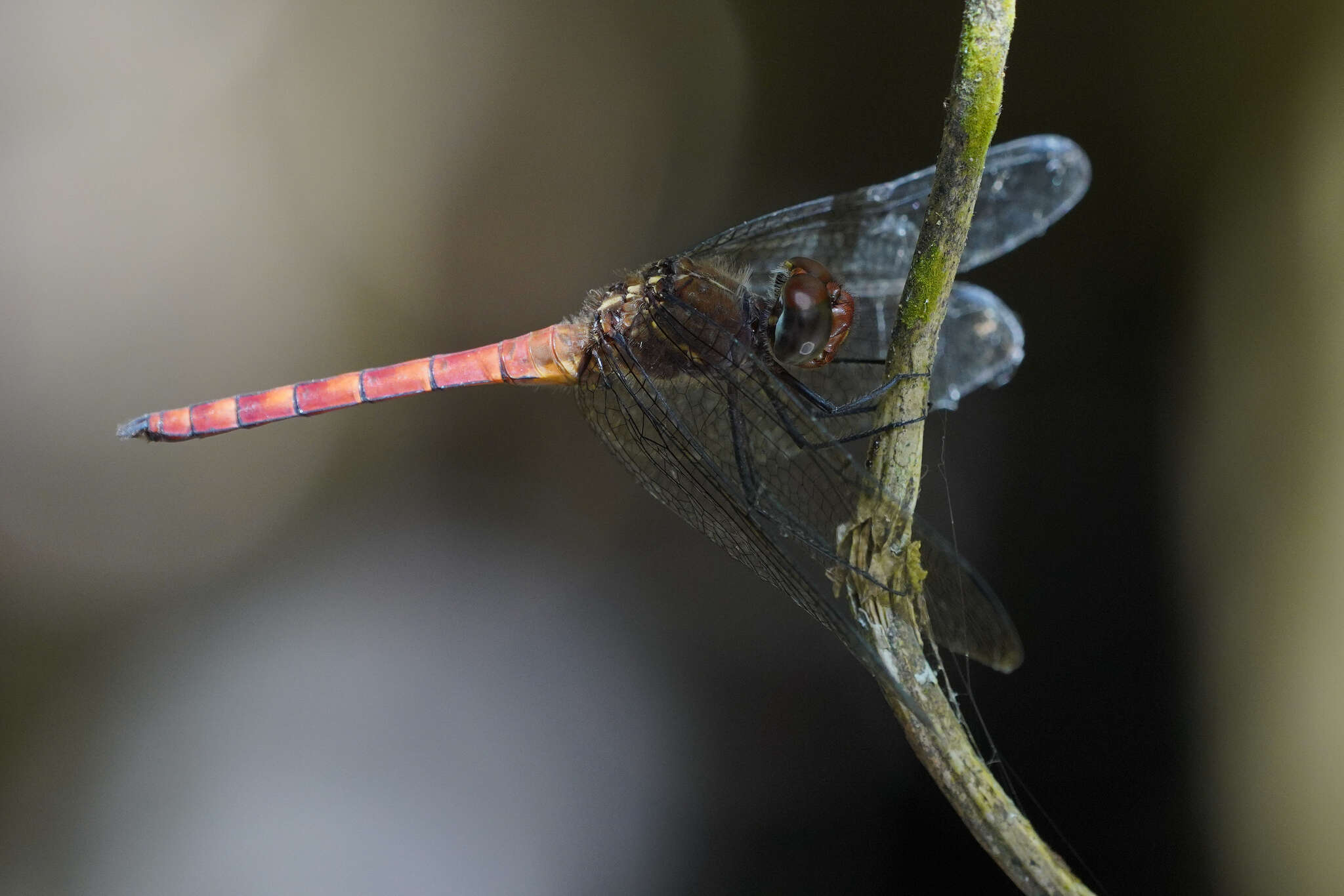 Sivun Elasmothemis cannacrioides (Calvert 1906) kuva