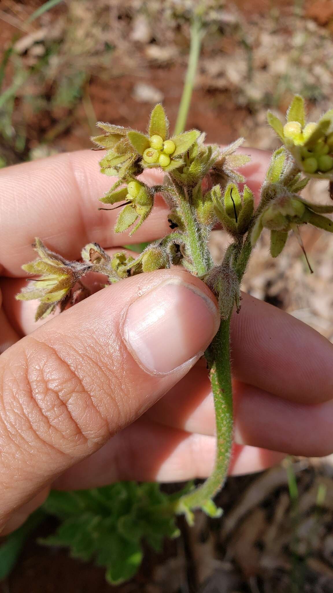 Plancia ëd Andersonglossum occidentale (A. Gray) J. I. Cohen