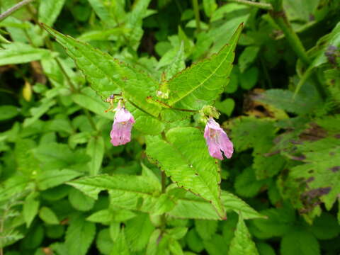 Impatiens chungtienensis Y. L. Chen resmi