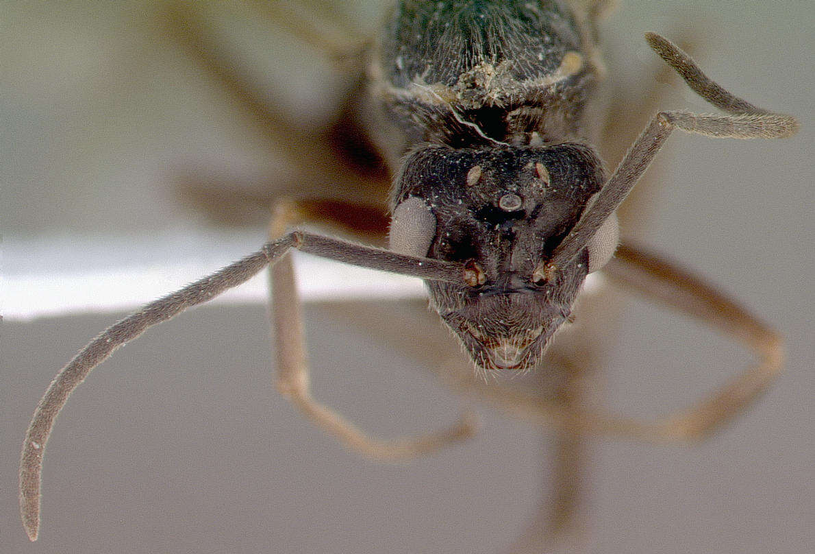 Image of Narrow headed ant