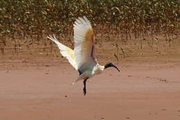 صورة Threskiornis bernieri bernieri (Bonaparte 1855)