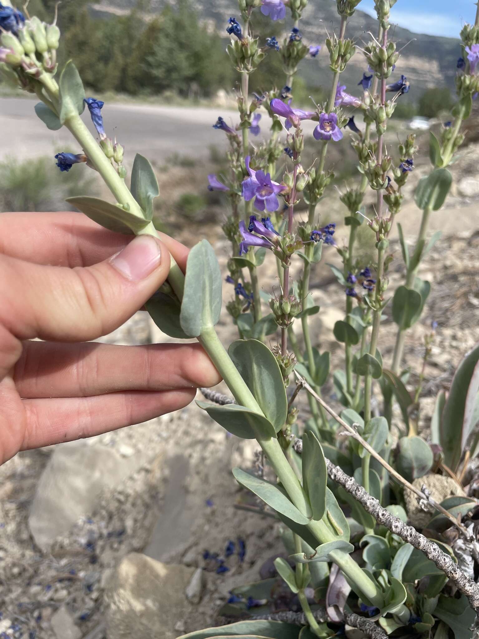 Sivun Penstemon pachyphyllus var. congestus (M. E. Jones) N. H. Holmgren kuva