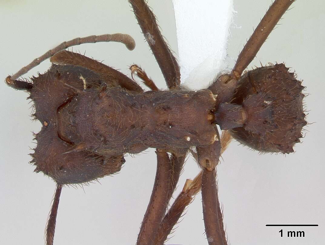 Image de Acromyrmex niger (Smith 1858)